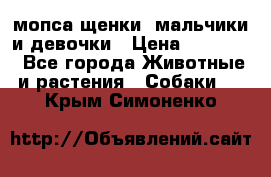 мопса щенки -мальчики и девочки › Цена ­ 25 000 - Все города Животные и растения » Собаки   . Крым,Симоненко